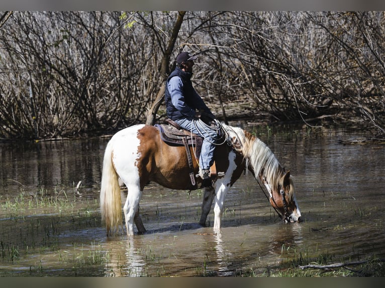 Draft Horse Mix Gelding 5 years  in New Plymouth, ID