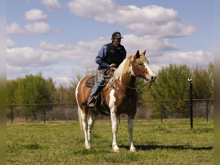 Draft Horse Mix Gelding 5 years  in New Plymouth, ID