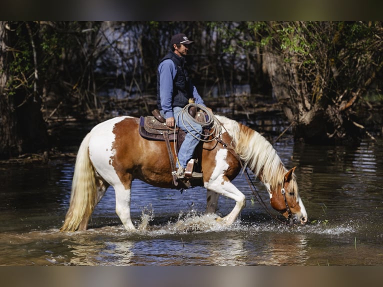 Draft Horse Mix Gelding 5 years  in New Plymouth, ID