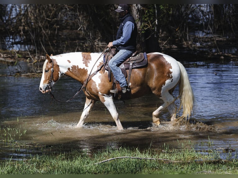 Draft Horse Mix Gelding 5 years  in New Plymouth, ID