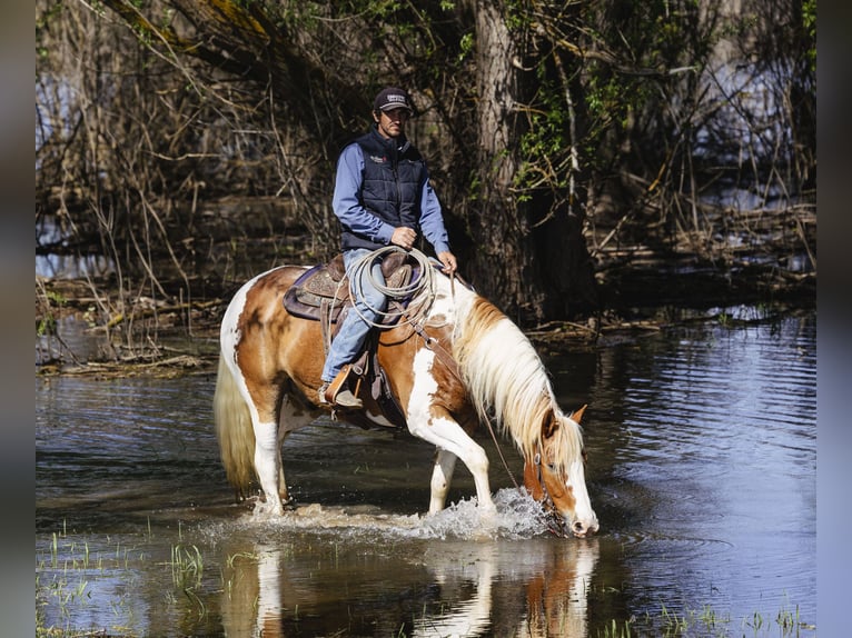 Draft Horse Mix Gelding 5 years  in New Plymouth, ID