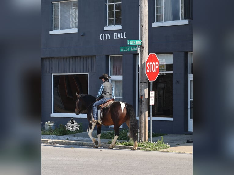 Draft Horse Gelding 5 years  in Mount Vernon