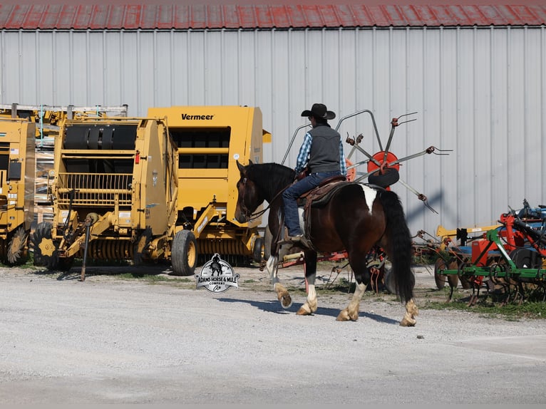 Draft Horse Gelding 5 years  in Mount Vernon