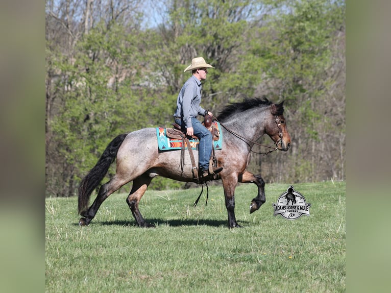 Draft Horse Gelding 5 years  in Mount Vernon