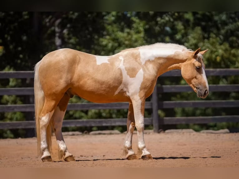Draft Horse Mix Gelding 6 years 14,2 hh Pinto in Clover
