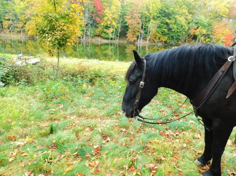 Draft Horse Mix Gelding 6 years 14,3 hh Black in Apple Creek