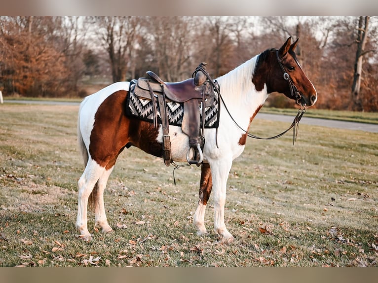 Draft Horse Mix Gelding 6 years 14,3 hh Pinto in Dalton