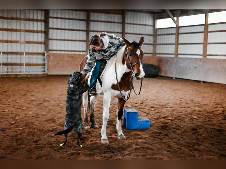 Draft Horse Mix Gelding 6 years 14,3 hh Pinto in Dalton