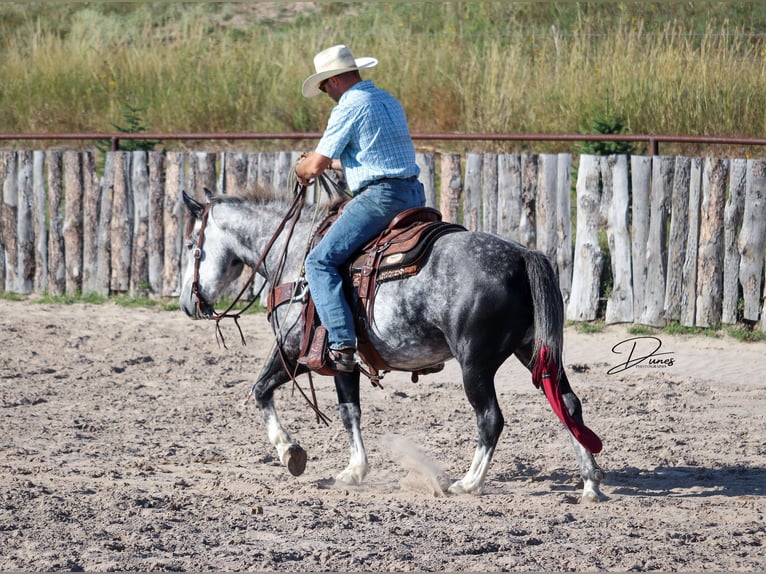 Draft Horse Mix Gelding 6 years 14 hh Grey in Thedford