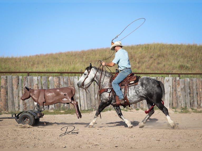 Draft Horse Mix Gelding 6 years 14 hh Grey in Thedford