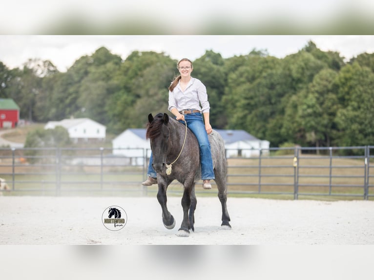 Draft Horse Mix Gelding 6 years 14,1 hh Roan-Blue in Fredericksburg