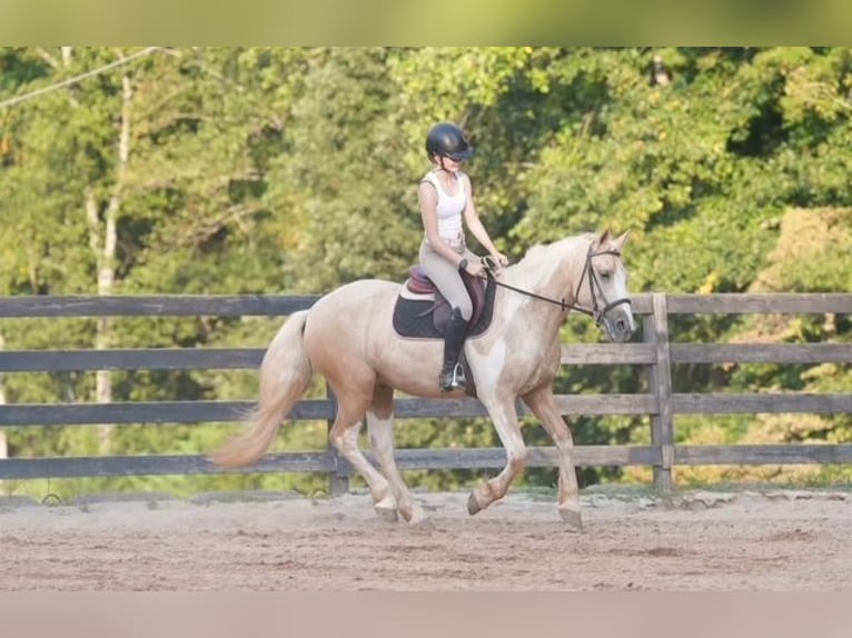 Draft Horse Mix Gelding 6 years 14,2 hh Pinto in Clover