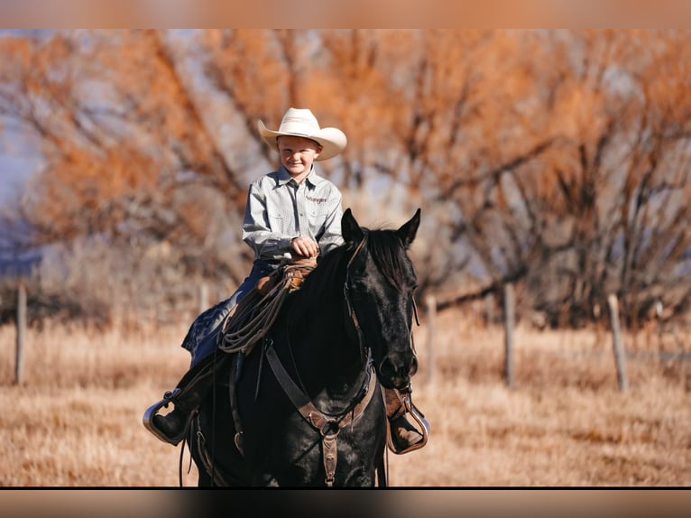 Draft Horse Mix Gelding 6 years 14,3 hh Black in Saint Anthony