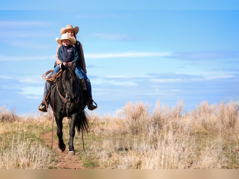 Draft Horse Mix Gelding 6 years 14,3 hh Black in Saint Anthony