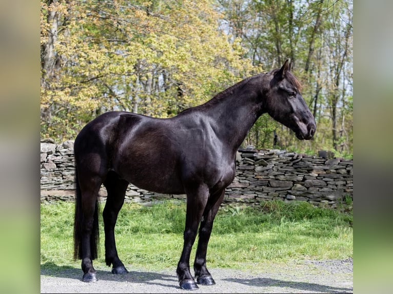 Draft Horse Gelding 6 years 15,1 hh Black in Everett PA