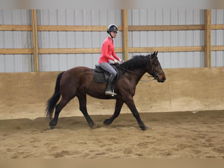 Draft Horse Gelding 6 years 15,2 hh Bay in Howell, MI