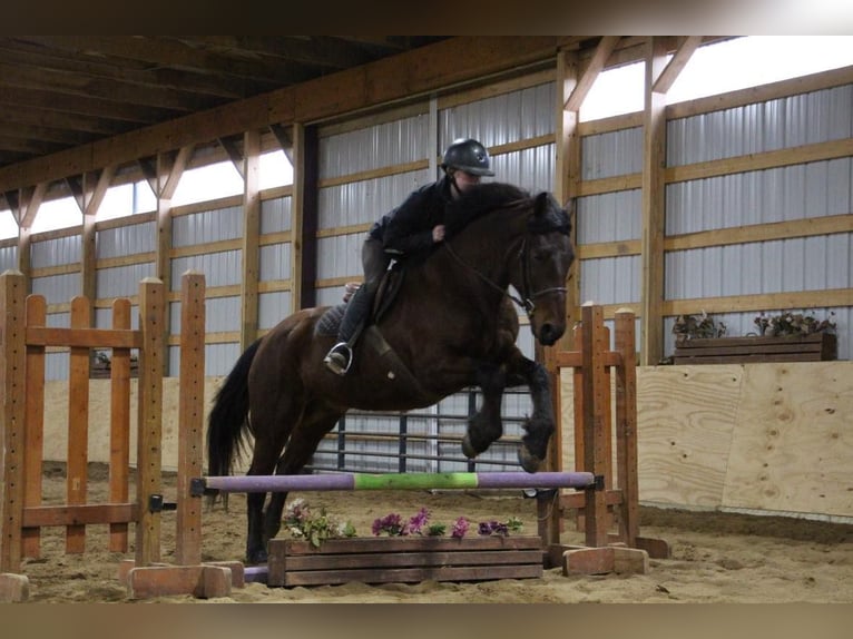 Draft Horse Gelding 6 years 15,2 hh Bay in Howell, MI