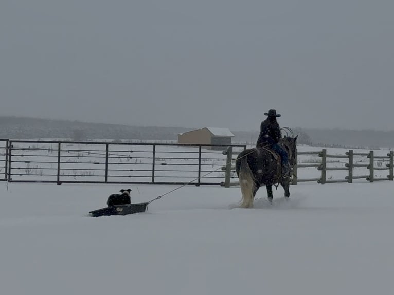 Draft Horse Mix Gelding 6 years 15.2 hh Grey in Aguila