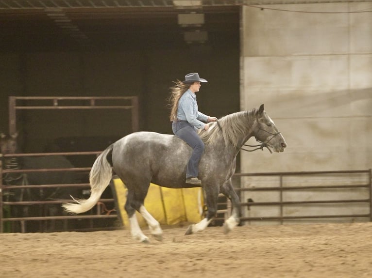 Draft Horse Mix Gelding 6 years 15.2 hh Grey in Aguila