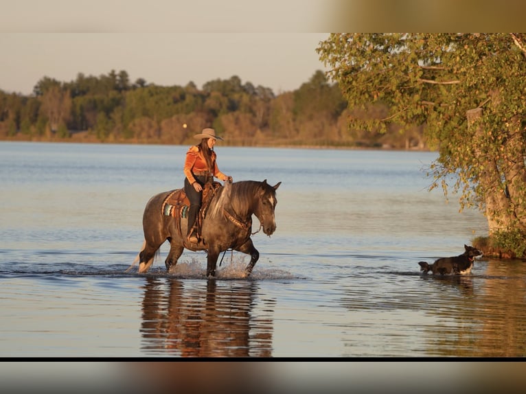 Draft Horse Mix Gelding 6 years 15.2 hh Grey in Aguila