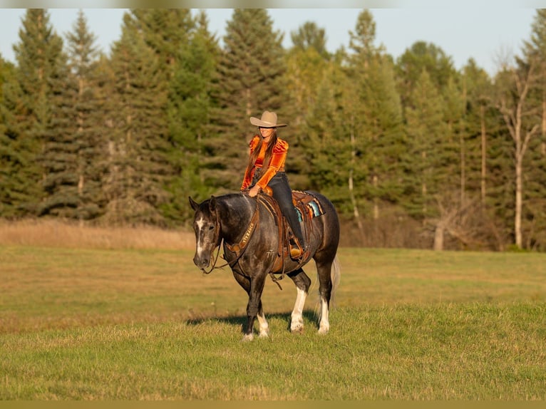 Draft Horse Mix Gelding 6 years 15.2 hh Grey in Aguila