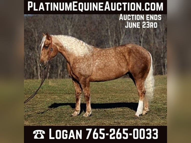 Draft Horse Gelding 6 years 15,2 hh Palomino in Level Green KY