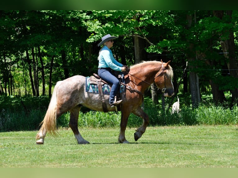 Draft Horse Gelding 6 years 15,2 hh Sorrel in Dallas PA