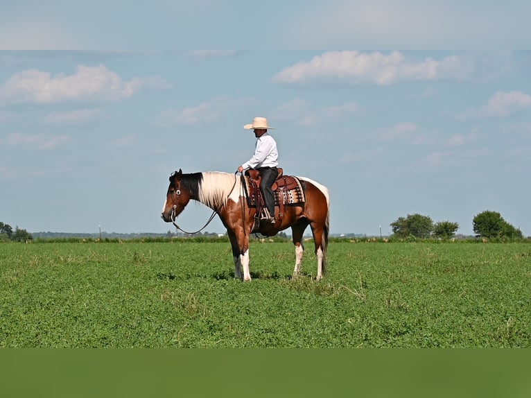Draft Horse Gelding 6 years 15,2 hh Tobiano-all-colors in Fairbank IA