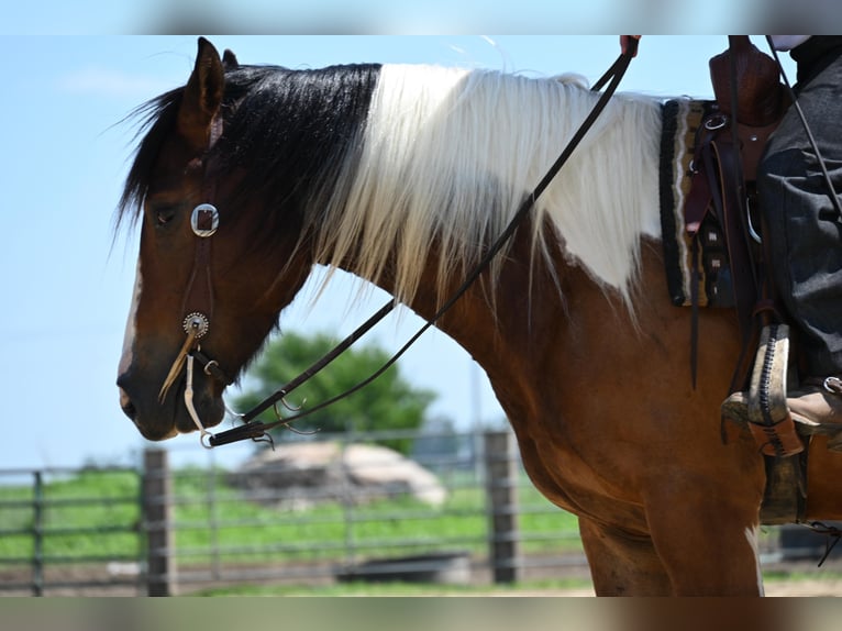 Draft Horse Gelding 6 years 15,2 hh Tobiano-all-colors in Fairbank IA