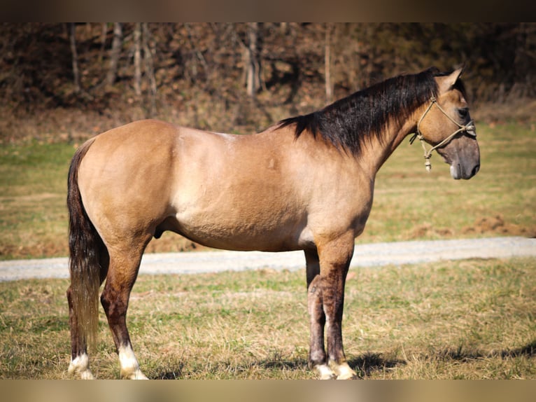 Draft Horse Gelding 6 years 15,3 hh Grullo in Flemmingsburg, KY