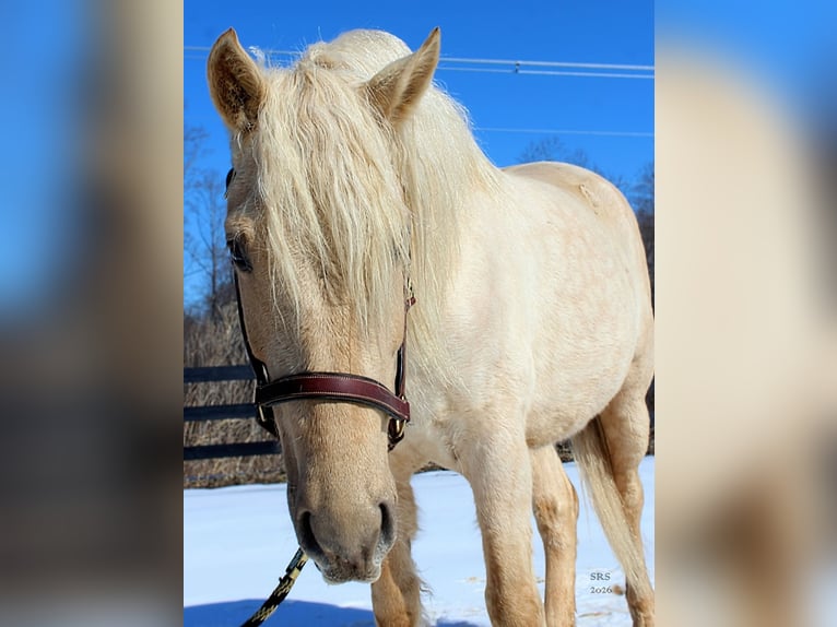 Draft Horse Gelding 6 years 15.3 hh Palomino in Jeffersonton