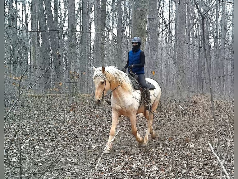 Draft Horse Gelding 6 years 15.3 hh Palomino in Jeffersonton