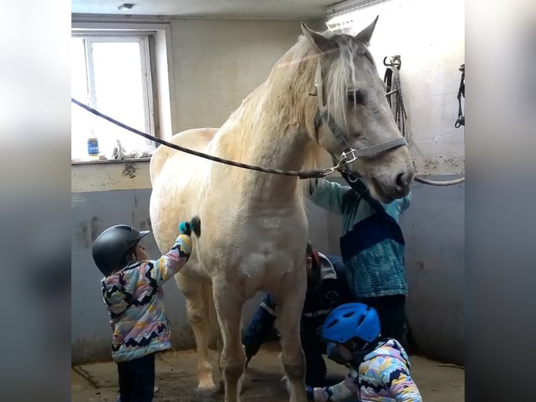 Draft Horse Gelding 6 years 15.3 hh Palomino in Jeffersonton