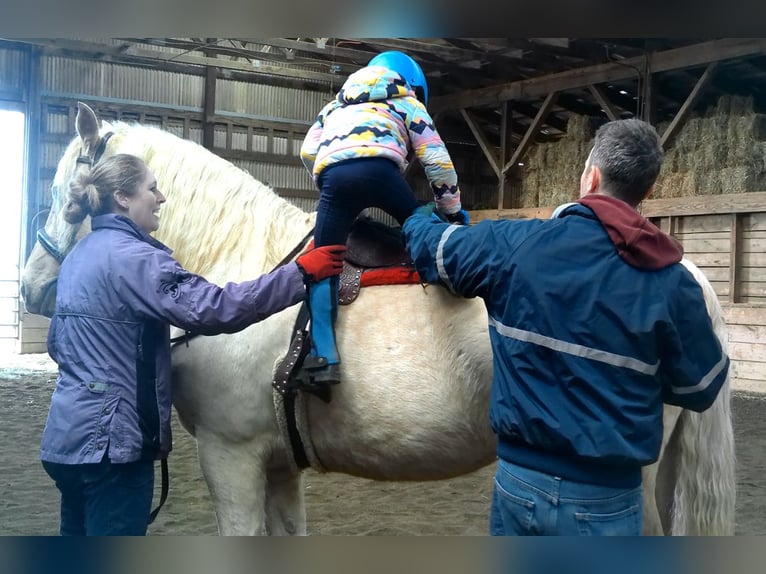 Draft Horse Gelding 6 years 15.3 hh Palomino in Jeffersonton
