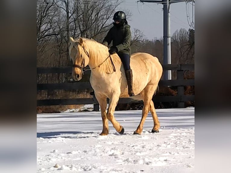 Draft Horse Gelding 6 years 15.3 hh Palomino in Jeffersonton