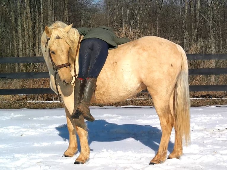 Draft Horse Gelding 6 years 15.3 hh Palomino in Jeffersonton