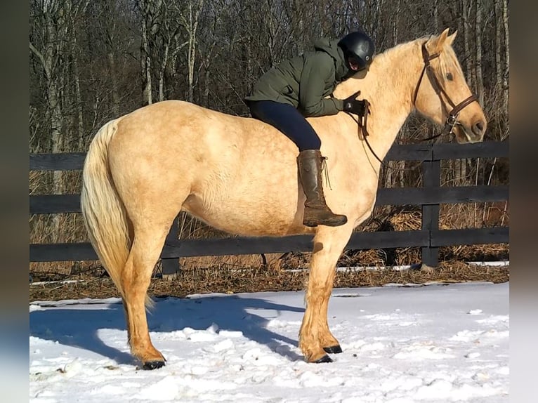 Draft Horse Gelding 6 years 15.3 hh Palomino in Jeffersonton