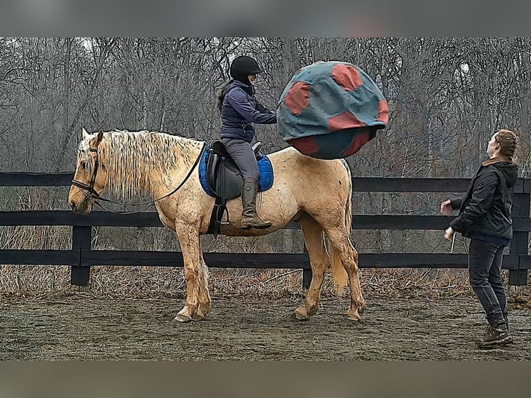 Draft Horse Gelding 6 years 15.3 hh Palomino in Jeffersonton