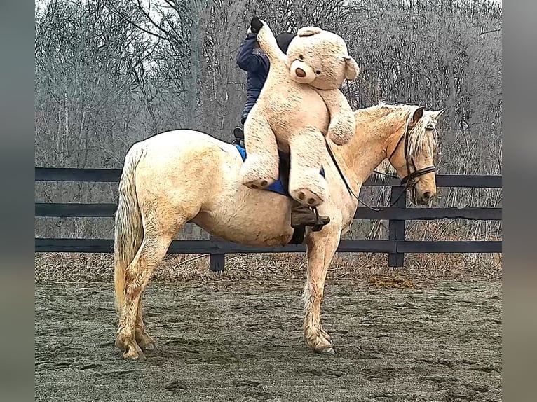 Draft Horse Gelding 6 years 15.3 hh Palomino in Jeffersonton