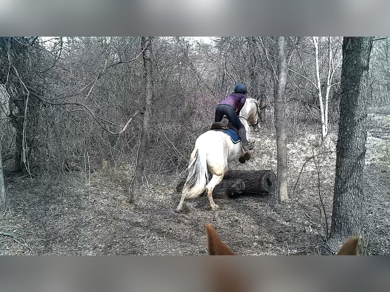 Draft Horse Gelding 6 years 15.3 hh Palomino in Jeffersonton