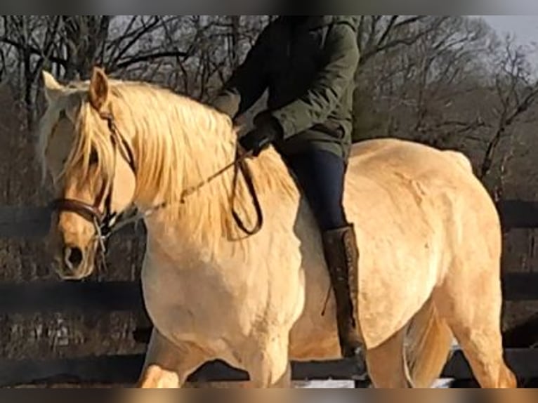 Draft Horse Gelding 6 years 15.3 hh Palomino in Jeffersonton