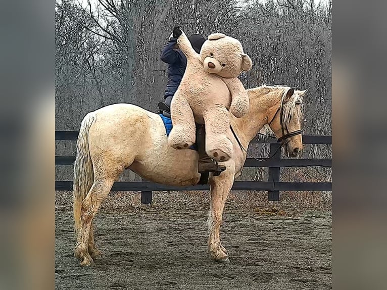 Draft Horse Gelding 6 years 15.3 hh Palomino in Jeffersonton