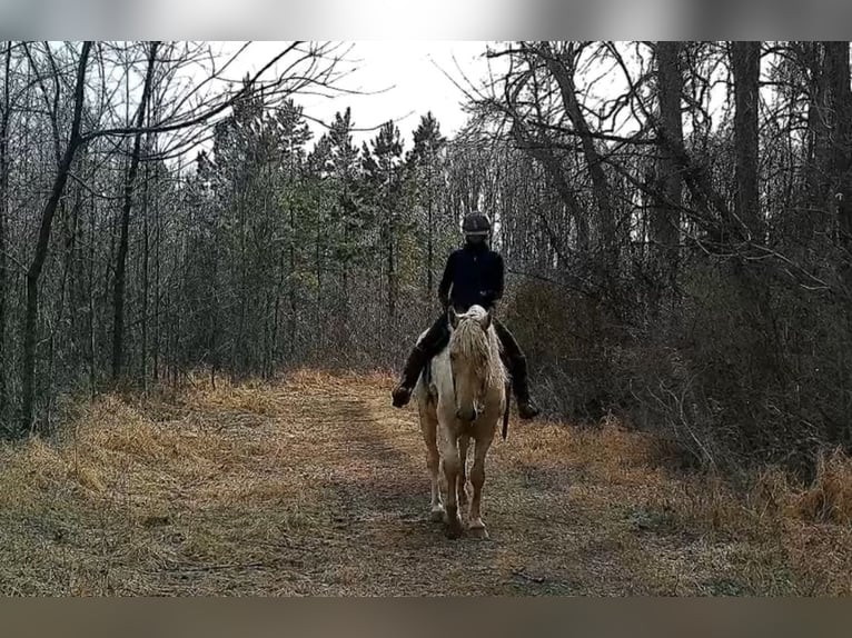 Draft Horse Gelding 6 years 15.3 hh Palomino in Jeffersonton