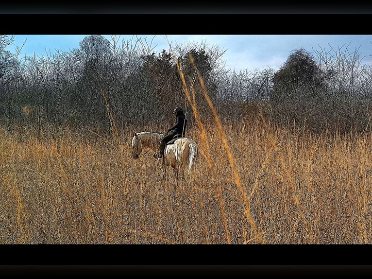 Draft Horse Gelding 6 years 15.3 hh Palomino in Jeffersonton