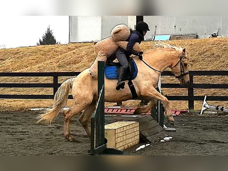 Draft Horse Gelding 6 years 15.3 hh Palomino in Jeffersonton