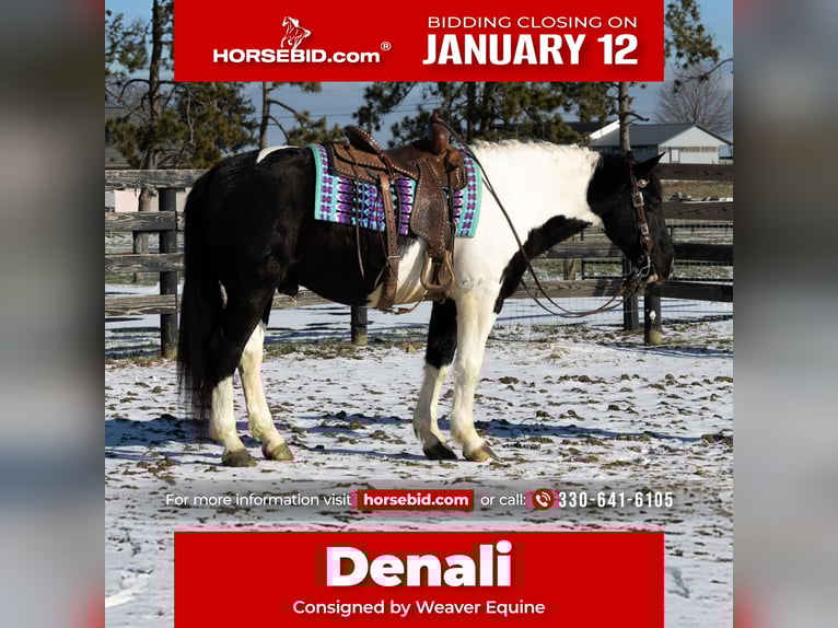 Draft Horse Mix Gelding 6 years 15.3 hh Pinto in Fredericksburg