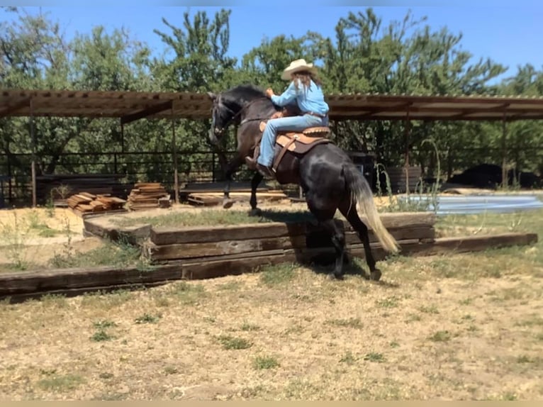 Draft Horse Mix Gelding 6 years 15,3 hh in Waterford, CA