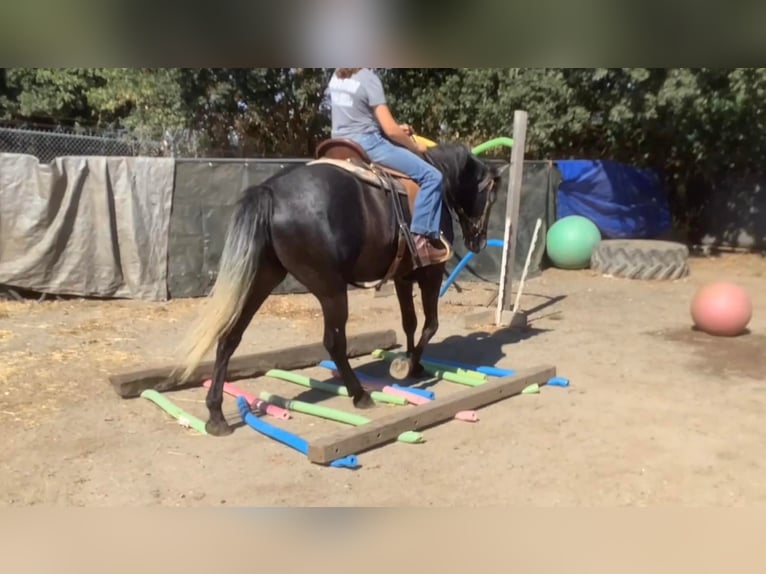 Draft Horse Mix Gelding 6 years 15,3 hh in Waterford, CA