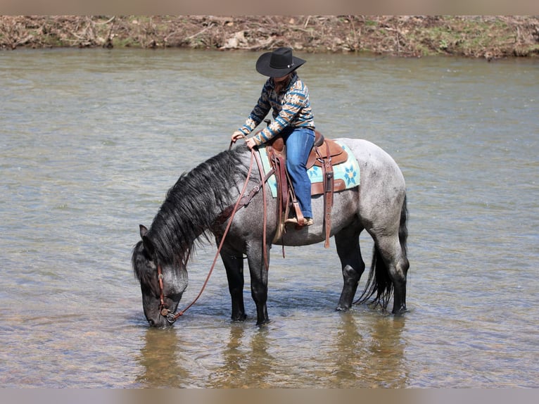Draft Horse Mix Gelding 6 years 15,3 hh Roan-Blue in Clarion, PA