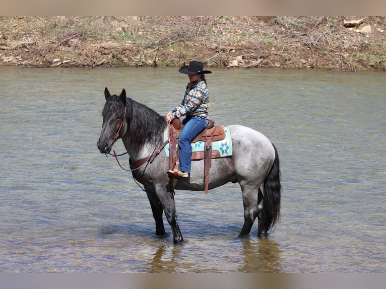 Draft Horse Mix Gelding 6 years 15,3 hh Roan-Blue in Clarion, PA